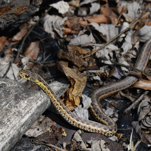 Eastern Garter Snake